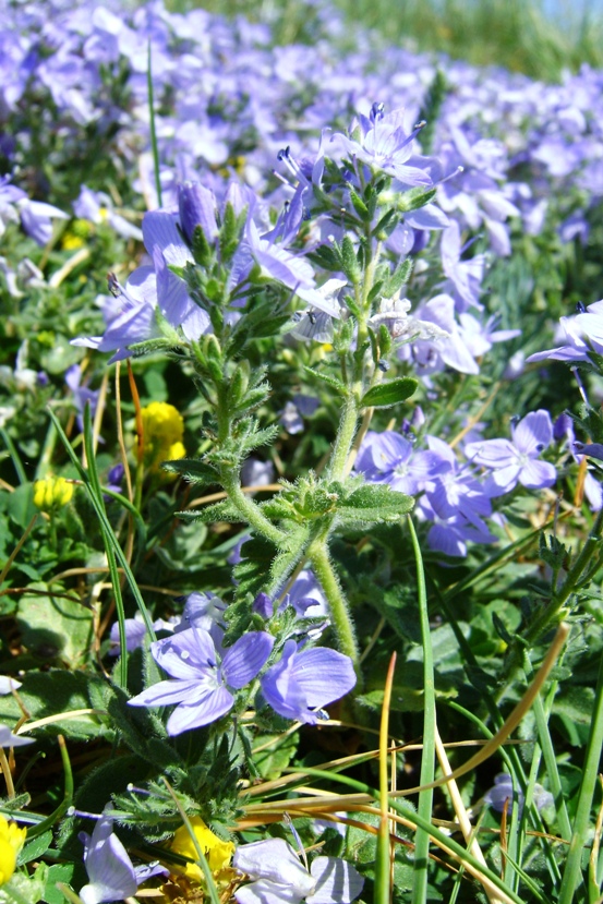 Veronica orsiniana / Veronica di Orsini